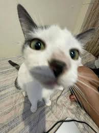 Zuzia